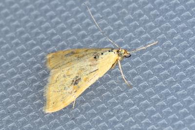 <i>Sitochroa verticalis</i>