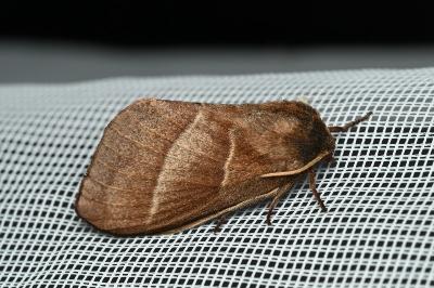 <i>Macrothylacia rubi</i>