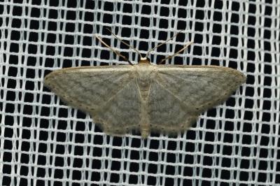 <i>Idaea subsericeata</i>
