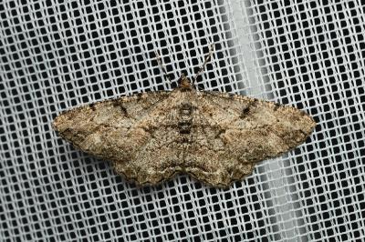 <i>Peribatodes rhomboidaria</i>