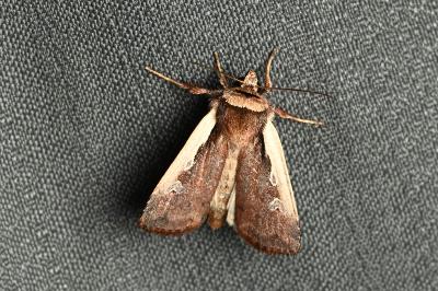 <i>Ochropleura plecta</i>