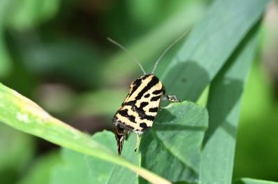 <i>Emmelia trabealis</i>