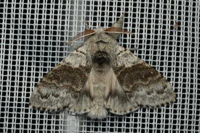 <i>Calliteara pudibunda</i>