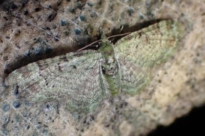 <i>Pasiphila rectangulata</i>