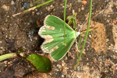 <i>Comibaena bajularia</i>