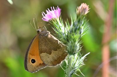 <i>Maniola jurtina</i>