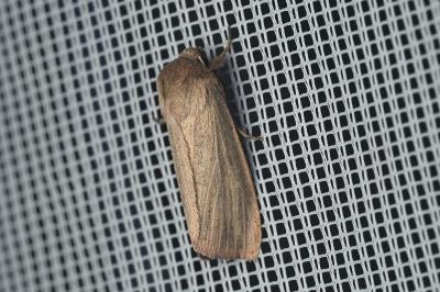 Mythimna pudorina