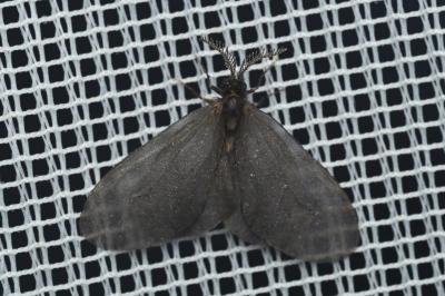 <i>Sterrhopterix fusca</i>