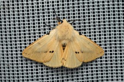 <i>Spilarctia lutea</i>