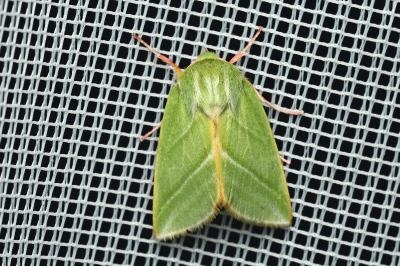 <i>Pseudoips prasinanus</i>