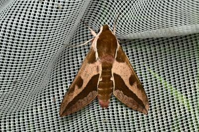 <i>Hyles euphorbiae</i>