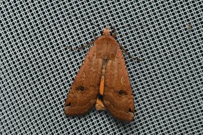 <i>Noctua pronuba</i>