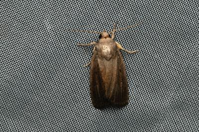 <i>Proxenus hospes</i>