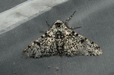 <i>Biston betularia</i>