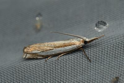 <i>Crambus pascuella</i>