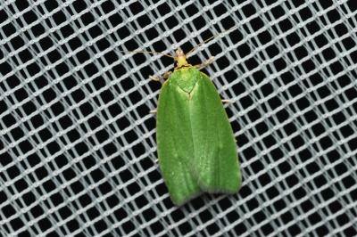 <i>Tortrix viridana</i>