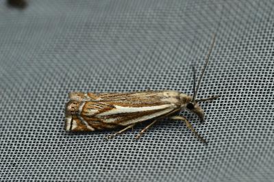 <i>Crambus lathoniellus</i>