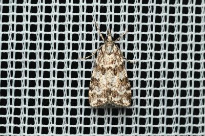 <i>Scoparia pyralella</i>
