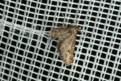 <i>Gymnoscelis rufifasciata</i>