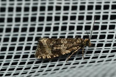 <i>Celypha lacunana</i>