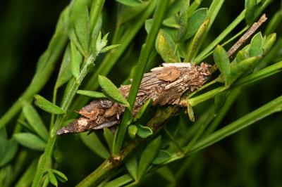 <i>Canephora hirsuta</i>