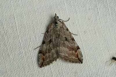 <i>Aplocera plagiata</i>
