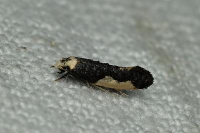 <i>Monopis monachella</i>