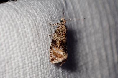 <i>Celypha lacunana</i>