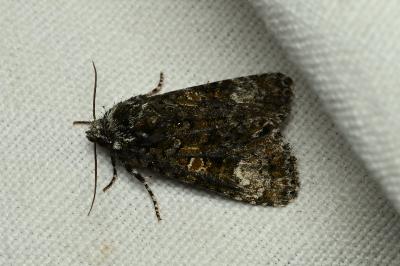 <i>Craniophora ligustri</i>