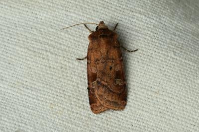 <i>Diarsia rubi</i>