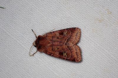 <i>Diarsia rubi</i>