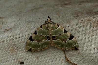 <i>Colostygia pectinataria</i>