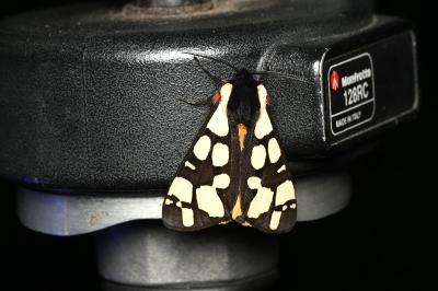 <i>Arctia villica</i>