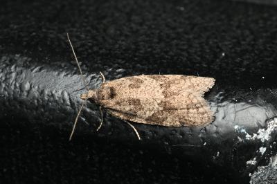 <i>Cnephasia</i>