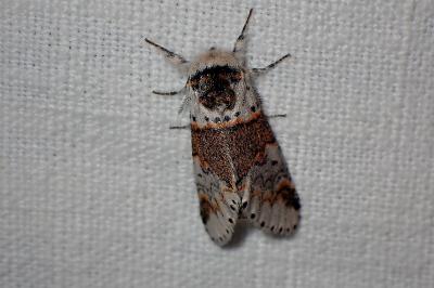 <i>Furcula furcula</i>
