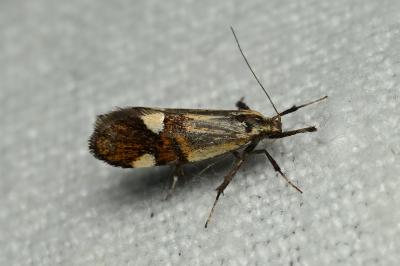 <i>Alabonia geoffrella</i>