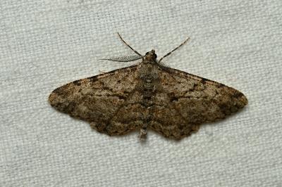 <i>Peribatodes rhomboidaria</i>