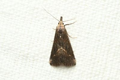 <i>Schrankia costaestrigalis</i>