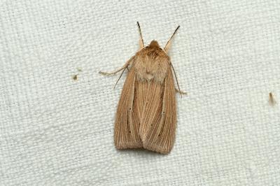 <i>Mythimna impura</i>