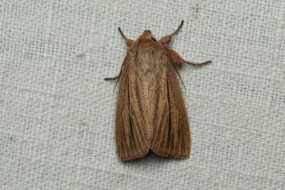 <i>Mythimna pudorina</i>