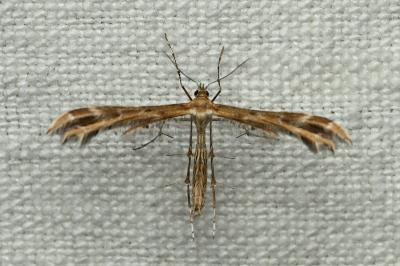 <i>Oxyptilus</i>