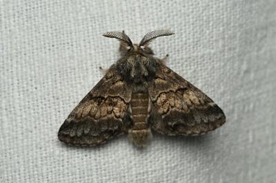 Gluphisia crenata