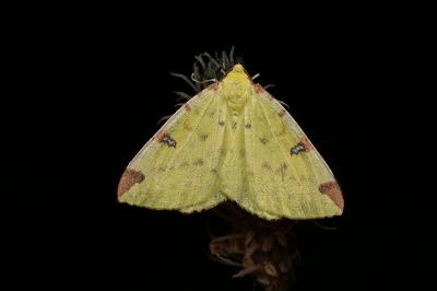 <i>Opisthograptis luteolata</i>