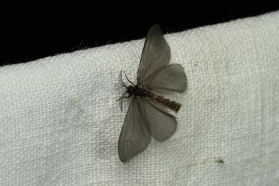<i>Sterrhopterix fusca</i>