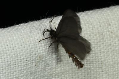 <i>Sterrhopterix fusca</i>