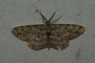 <i>Hypomecis punctinalis</i>