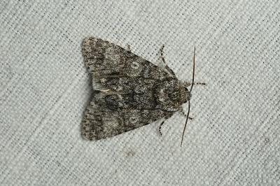 <i>Acronicta megacephala</i>