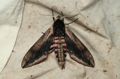 <i>Sphinx ligustri</i>