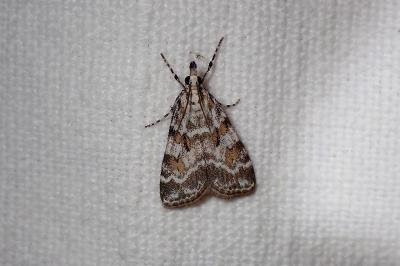 <i>Scoparia pyralella</i>