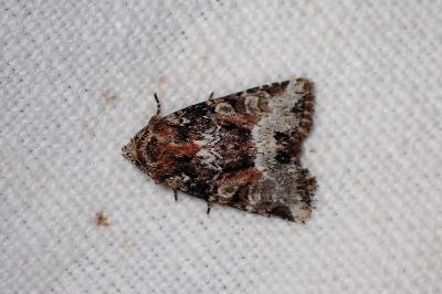 <i>Oligia</i>